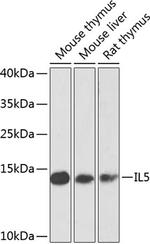 IL-5 Antibody in Western Blot (WB)