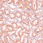 PGD Antibody in Immunohistochemistry (Paraffin) (IHC (P))