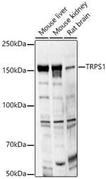 TRPS1 Antibody in Western Blot (WB)