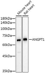 Angiopoietin 1 Antibody in Western Blot (WB)