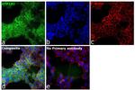 ATP1A1 Antibody in Immunocytochemistry (ICC/IF)