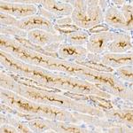 ATP1A1 Antibody in Immunohistochemistry (Paraffin) (IHC (P))