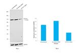 ATP1A1 Antibody