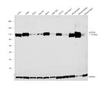 ATP1A1 Antibody in Western Blot (WB)