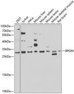 Bisphosphoglycerate mutase Antibody in Western Blot (WB)