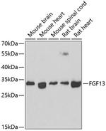 FGF13 Antibody in Western Blot (WB)