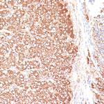 KCNS3 Antibody in Immunohistochemistry (Paraffin) (IHC (P))