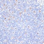 KCNS3 Antibody in Immunohistochemistry (Paraffin) (IHC (P))