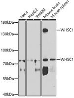 NSD2 Antibody in Western Blot (WB)