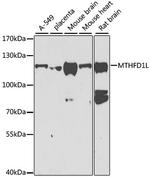 MTHFD1L Antibody in Western Blot (WB)