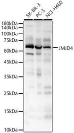 JMJD4 Antibody in Western Blot (WB)