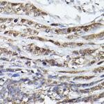 PHD3 Antibody in Immunohistochemistry (Paraffin) (IHC (P))