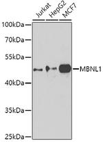 MBNL1 Antibody in Western Blot (WB)