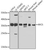 RFC5 Antibody in Western Blot (WB)