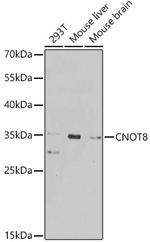 CNOT8 Antibody in Western Blot (WB)