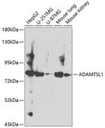 ADAMTSL1 Antibody in Western Blot (WB)