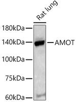 AMOT Antibody in Western Blot (WB)