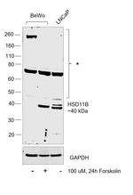 HSD11B2 Antibody in Western Blot (WB)