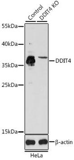 DDIT4 Antibody in Western Blot (WB)