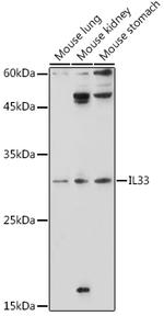 IL-33 Antibody in Western Blot (WB)