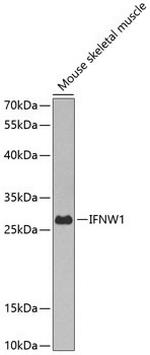 IFN omega Antibody in Western Blot (WB)