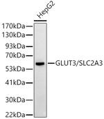 GLUT3 Antibody in Western Blot (WB)