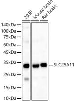 SLC25A11 Antibody in Western Blot (WB)