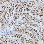 P2Y14 Antibody in Immunohistochemistry (Paraffin) (IHC (P))