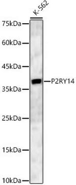 P2Y14 Antibody in Western Blot (WB)