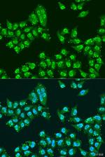 Nuclear Matrix Protein p84 Antibody in Immunocytochemistry (ICC/IF)