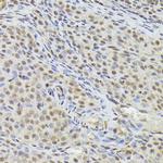 Nuclear Matrix Protein p84 Antibody in Immunohistochemistry (Paraffin) (IHC (P))