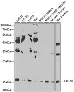 CD160 Antibody in Western Blot (WB)