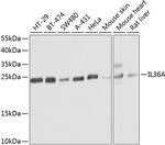 IL1F6 Antibody in Western Blot (WB)