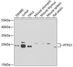 Securin Antibody in Western Blot (WB)