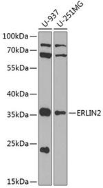 ERLIN2 Antibody in Western Blot (WB)