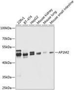 AP1M2 Antibody in Western Blot (WB)