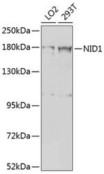 Nidogen Antibody in Western Blot (WB)