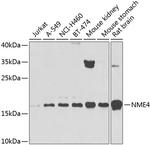 NME4 Antibody in Western Blot (WB)