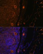 ZP3 Antibody in Immunocytochemistry (ICC/IF)