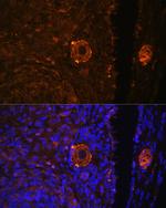 ZP3 Antibody in Immunocytochemistry (ICC/IF)