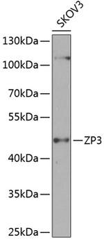 ZP3 Antibody in Western Blot (WB)