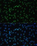 UAP56 Antibody in Immunocytochemistry (ICC/IF)