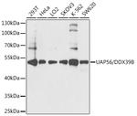 UAP56 Antibody in Western Blot (WB)