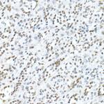 MDC1 Antibody in Immunohistochemistry (Paraffin) (IHC (P))