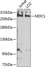 MDC1 Antibody in Western Blot (WB)