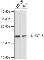 NUDT15 Antibody in Western Blot (WB)