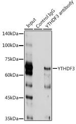 YTHDF3 Antibody in Immunoprecipitation (IP)