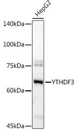 YTHDF3 Antibody in Western Blot (WB)