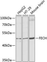 FECH Antibody in Western Blot (WB)