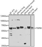 TGF beta-3 Antibody in Western Blot (WB)